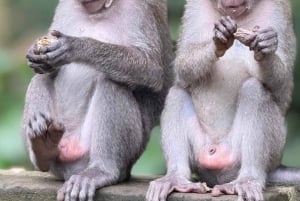 Apenbos, waterval, tempel en rijstterras