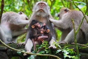 Apenbos, waterval, tempel en rijstterras
