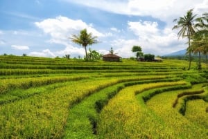 Morning Sidemen Rice Paddies Trekking – Balinese Massage