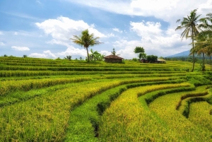 Morning Sidemen Rice Paddies Trekking – Balinese Massage