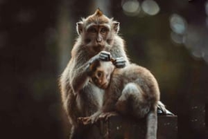 Monte Batur: avventura in jeep all'alba con opzioni di tour a Ubud