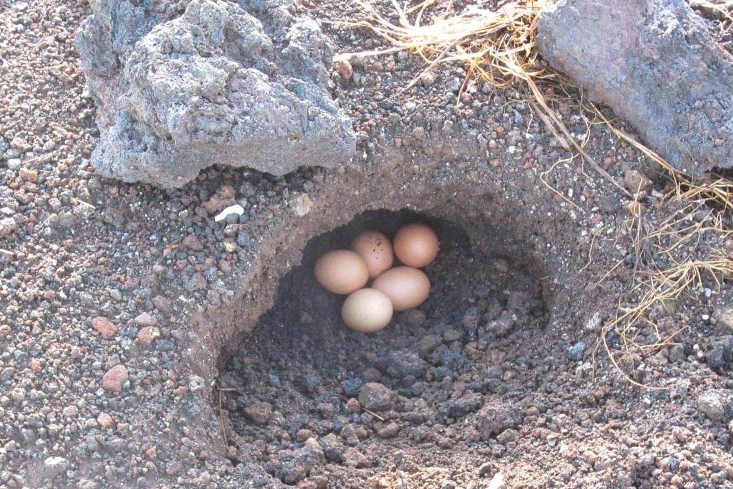 Mount Batur Sunrise Hike via Culali & Lakeside Breakfast