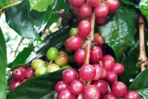 Trekking no Monte Batur - Nascer do sol - Primavera quente - Plantações de café