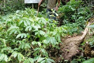 MUNDUK : Jungle Trekking Day Tour