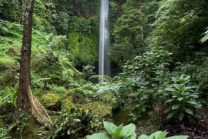 Munduk/Lovina : North bali coztumized tour