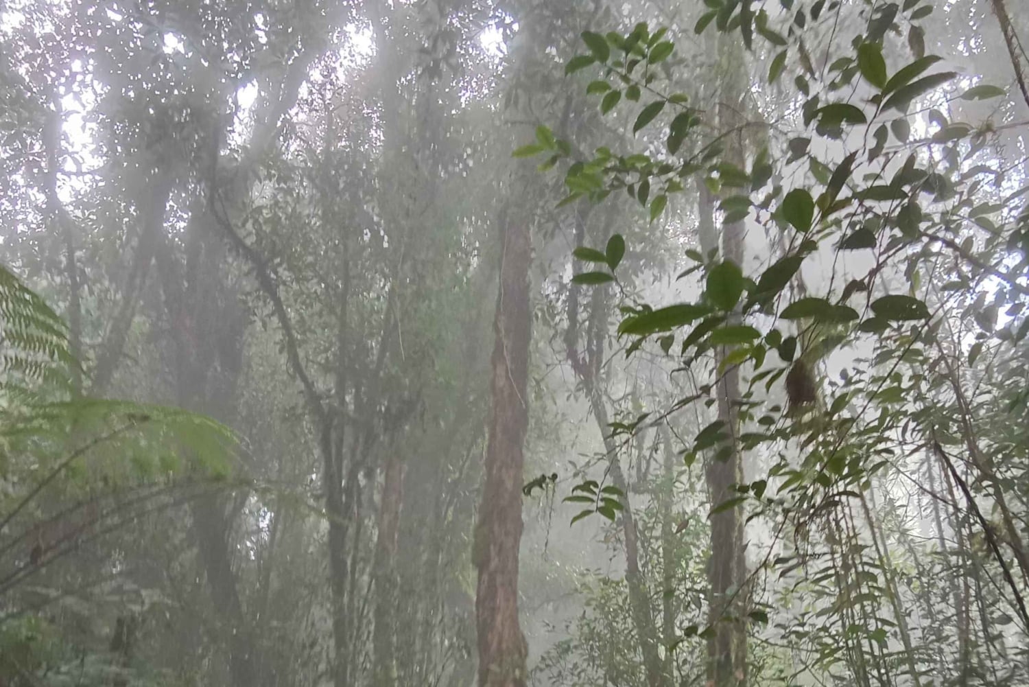 ムンドゥク：現地ガイドと行くシャンヤン山トレッキング
