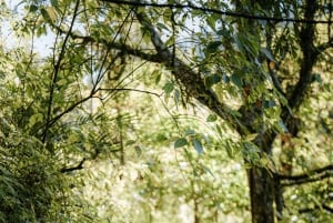 Munduk: Trekking with Twin Lake View, Temple, and Waterfall