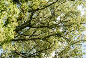 Munduk: Trekking with Twin Lake View, Temple, and Waterfall