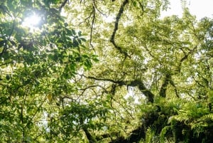 Munduk: Trekking with Twin Lake View, Temple, and Waterfall