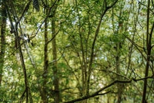 Munduk: Trekking with Twin Lake View, Temple, and Waterfall