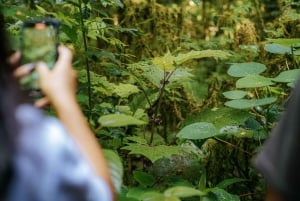 Munduk: Trekking with Twin Lake View, Temple, and Waterfall