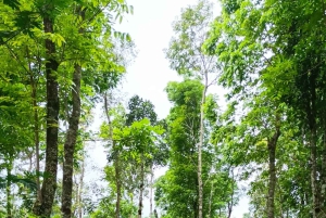 Nord-Bali: ATV-tur, jungletrek og vandfaldsspring