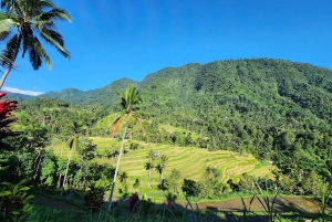 Nord di Bali : Sekumpul & Fiji Waterfall Trekking Biglietti reali