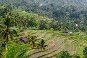 Pohjois-Bali : Tutustu Sekumpulin vesiputoukseen & Ulun Danun temppeliin