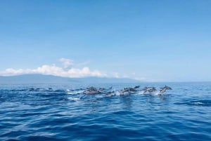 Nordbali: Delfin-Schnorcheln bei Sonnenaufgang & Wasserfall-Klippensprung
