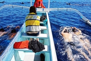 Nord-Bali: Delfinobservation og svømning med delfiner