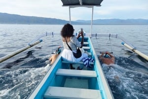Nord-Bali: Delfinobservation og svømning med delfiner