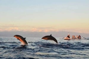 Nord-Bali: Delfinobservation og svømning med delfiner