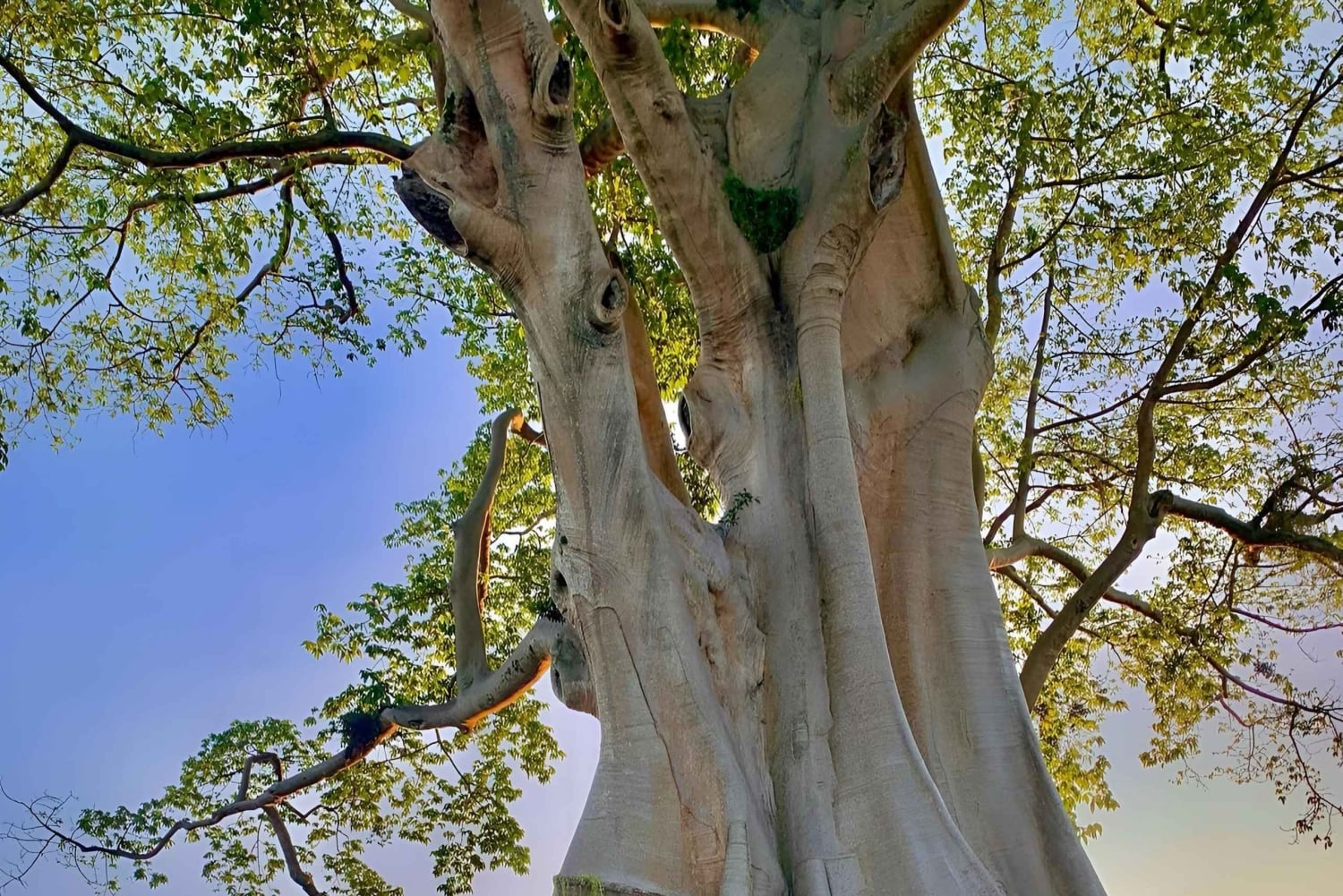 Noord-Bali: oude bomen en heilig ritueel in Bayan