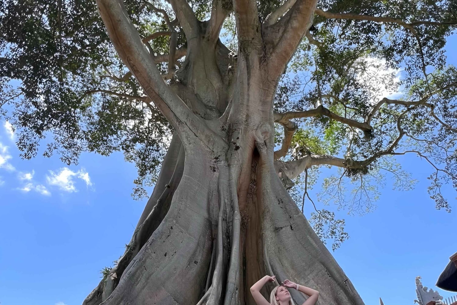 Noord-Bali: oude bomen en heilig ritueel in Bayan