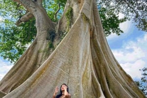 Noord-Bali: oude bomen en heilig ritueel in Bayan