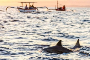North Bali : Lovina Watching Dolphins And Sunrises Tour