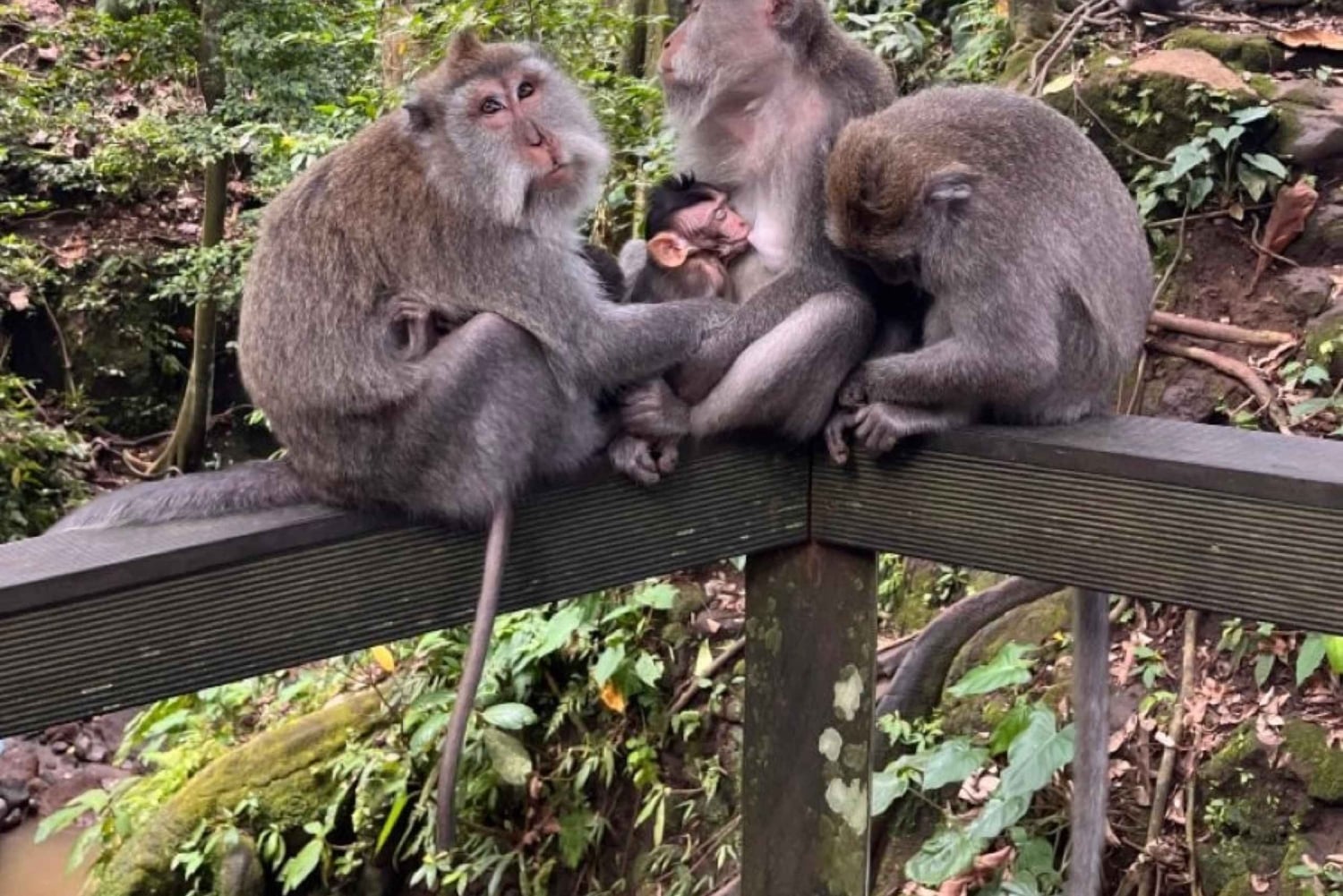 Nord di Bali: Foresta delle scimmie - Acquazzone - Terrazzamenti di riso - Ulun Danu