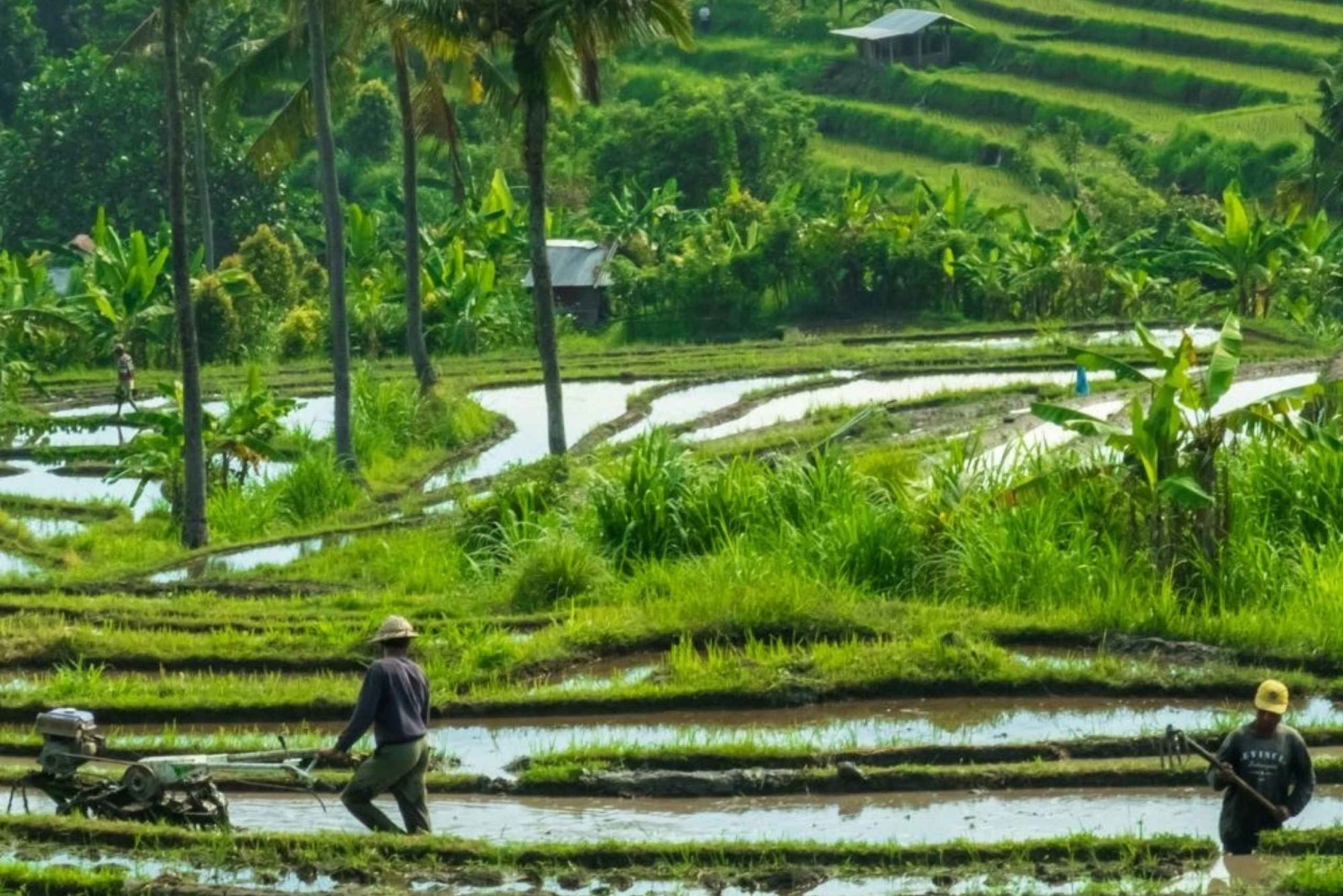 Nord di Bali: Foresta delle scimmie - Acquazzone - Terrazzamenti di riso - Ulun Danu