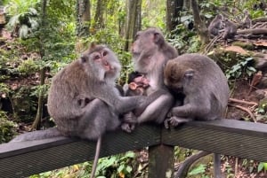 Nord di Bali: Foresta delle scimmie - Acquazzone - Terrazzamenti di riso - Ulun Danu