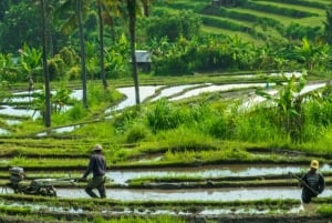 Nord di Bali: Foresta delle scimmie - Acquazzone - Terrazzamenti di riso - Ulun Danu