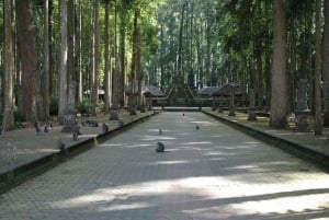 Nord di Bali: Foresta delle scimmie - Acquazzone - Terrazzamenti di riso - Ulun Danu