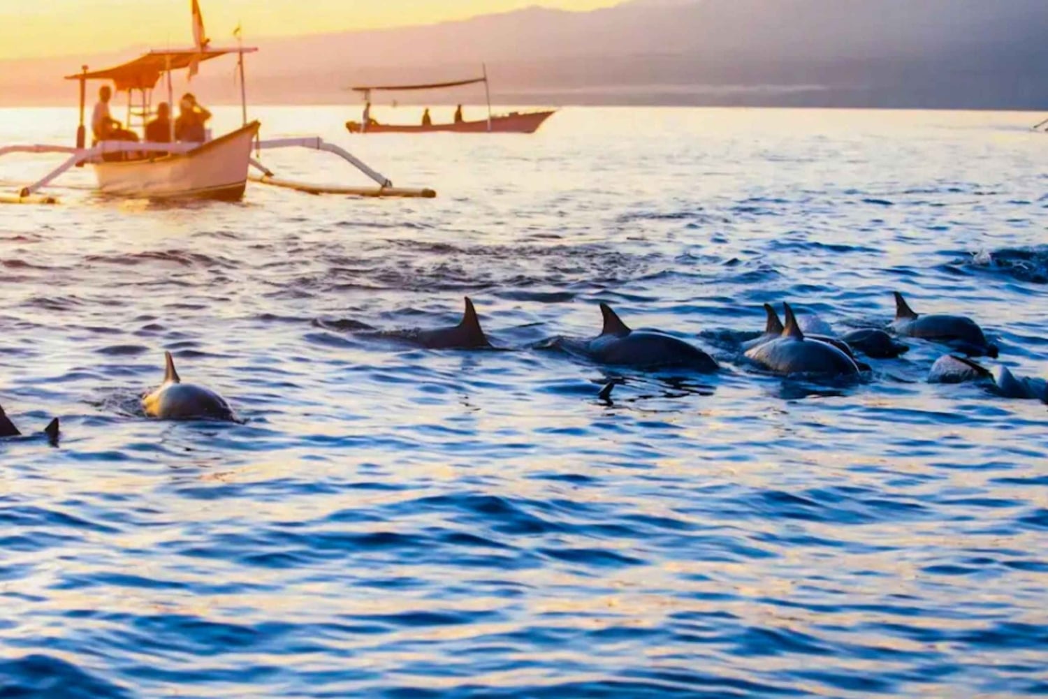 North Bali: Sunrise Dolphin Tour for Nature Lover & Explorer