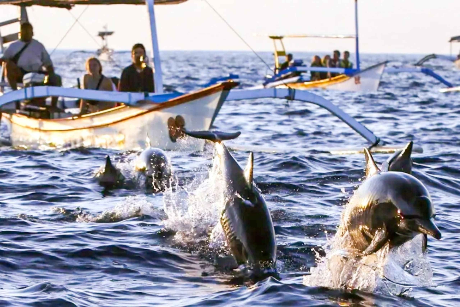 North Bali: Sunrise Dolphin Tour for Nature Lover & Explorer