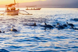North Bali: Sunrise Dolphin Tour for Nature Lover & Explorer