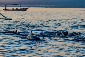 Norte de Bali: Nadar, bucear y desayunar con delfines en Lovina