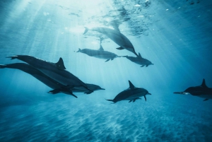 Det nordlige Bali: Svømning, snorkling og morgenmad med delfiner ved Lovina