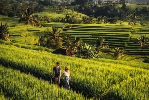 North Bali: Taman Ayun Temple, Jatiluwih, Campuhan Waterfall