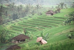 North Bali: Taman Ayun Temple, Jatiluwih, Campuhan Waterfall