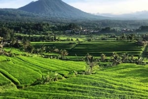 North Bali: Taman Ayun Temple, Jatiluwih, Campuhan Waterfall