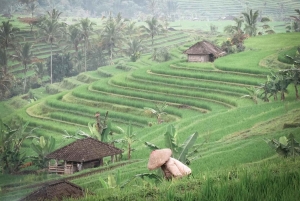 North Bali: Taman Ayun Temple, Jatiluwih, Campuhan Waterfall