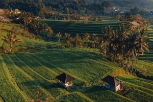 North Bali: Taman Ayun Temple, Jatiluwih, Campuhan Waterfall