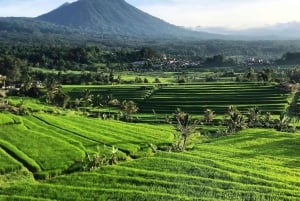 North Bali: Taman Ayun Temple, Jatiluwih, Campuhan Waterfall