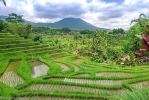 Pohjois-Bali: Tanah Lot, Ulun Danu, Banyumala, Jatiluwih.