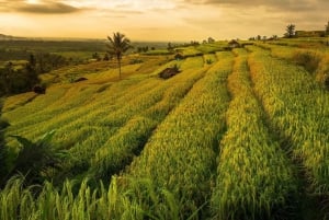 Norra Bali: Tanah Lot, Ulun Danu, Banyumala, Jatiluwih