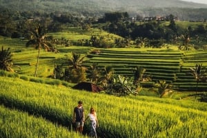Pohjois-Bali: Bali: Ulun Danu, Banyumala vesiputous ja Jatiluwih-kierros.