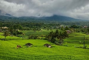 Nord de Bali : Ulun Danu, chute d'eau de Banyumala et visite de Jatiluwih