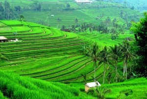 North of Bali: Private Tour with UNESCO World Heritage site