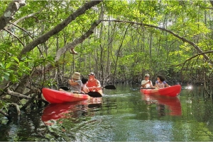Nusa Dua: Suwung Mangrove Glass Bottom Boat Tour