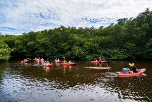 Nusa Dua: Suwung Mangrove Glass Bottom Boat Tour