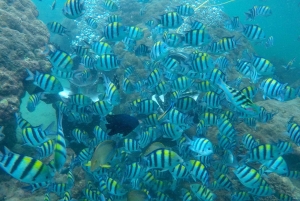 Nusa Dua: Vandreoplevelse under vandet